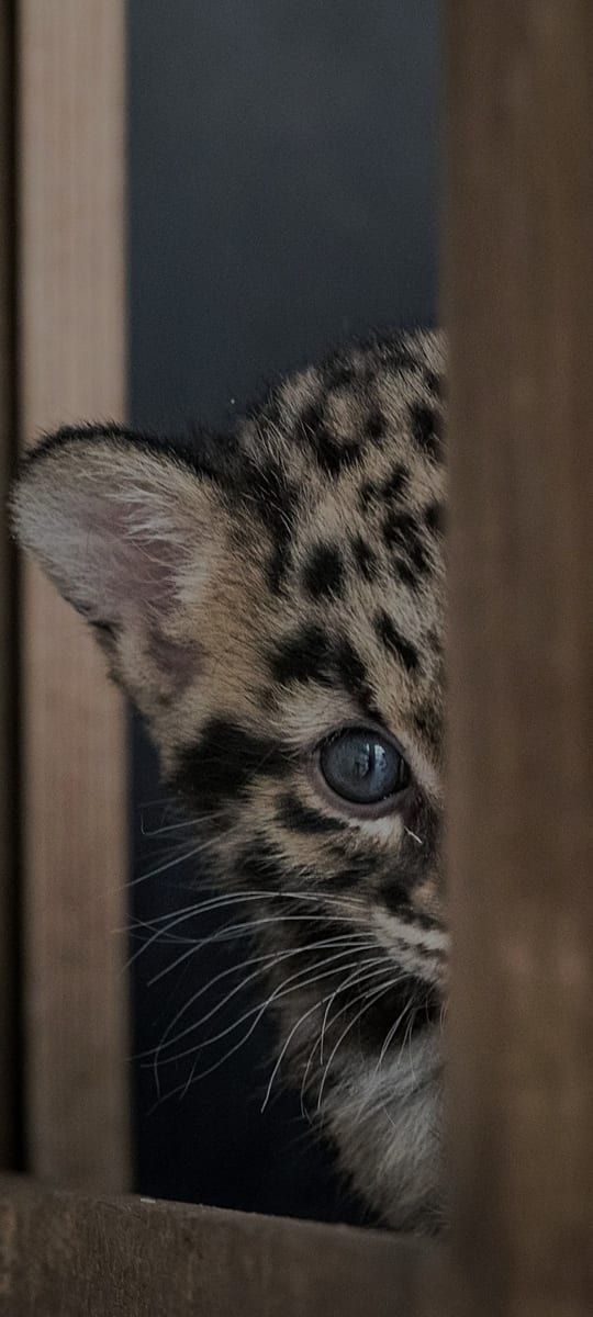 Profil de Juluan